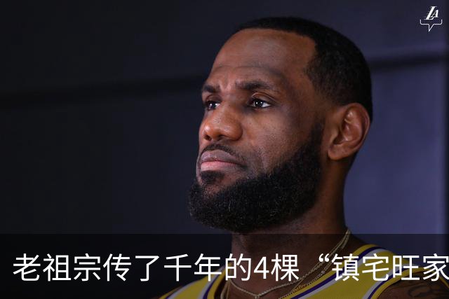 老祖宗传了千年的4棵“镇宅旺家树”，种对位置福泽三代！